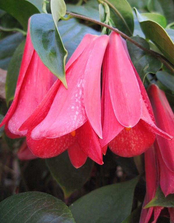 Lapageria Rosea Flower Seeds for Planting – Heirloom Non-GMO Seeds for Garden Blooms | High Germination