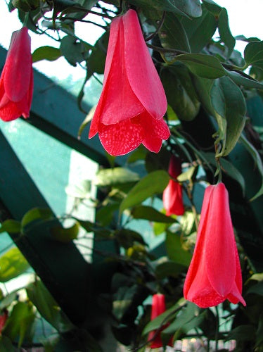 Lapageria Rosea Flower Seeds for Planting – Heirloom Non-GMO Seeds for Garden Blooms | High Germination