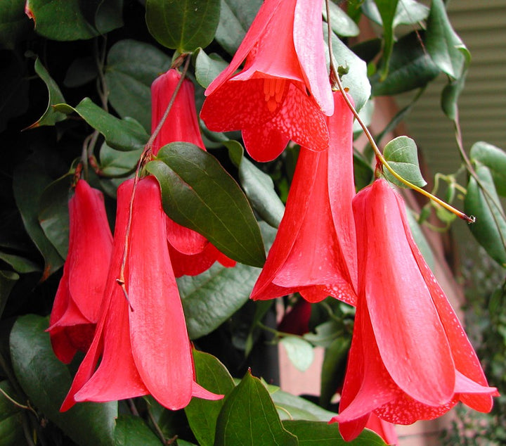 Lapageria Rosea Flower Seeds for Planting – Heirloom Non-GMO Seeds for Garden Blooms | High Germination