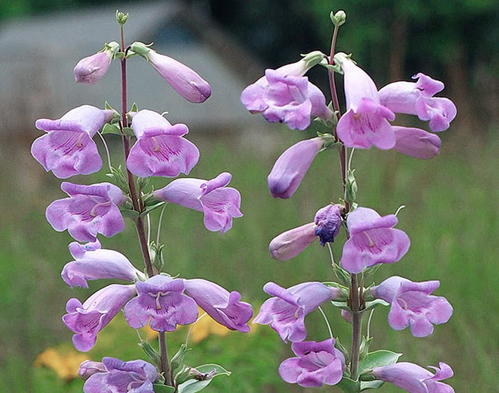 Heirloom Penstemon Grandiflorus Flower Seeds for Planting – Non-GMO, High Germination, Organic Garden Seeds
