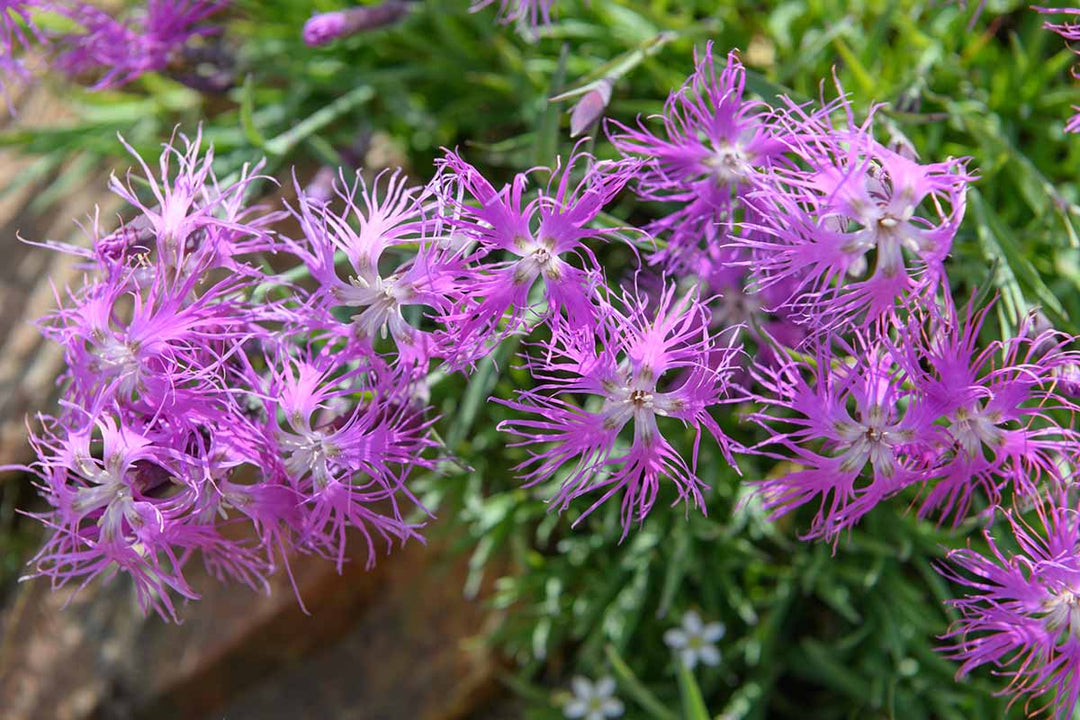 Pink Dianthus Superbus Blomsterfrø til udplantning, 100 stk