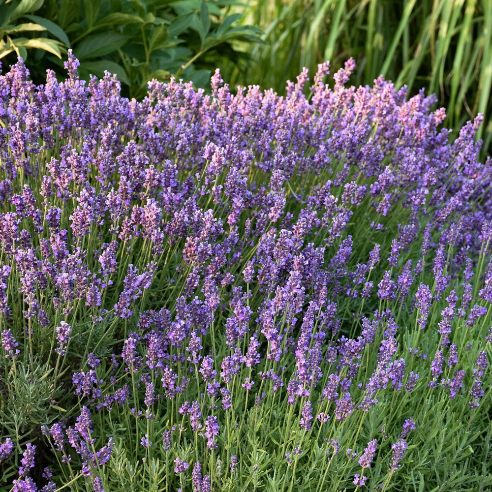 Lavender Vera English Mosquito Repellent Heirloom Non Gmo Drought Tolerant Perennial Flower Seeds