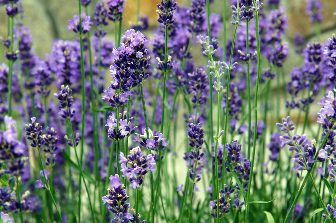 Lavendel Provence blomsterfrø til plantning - 100 stk