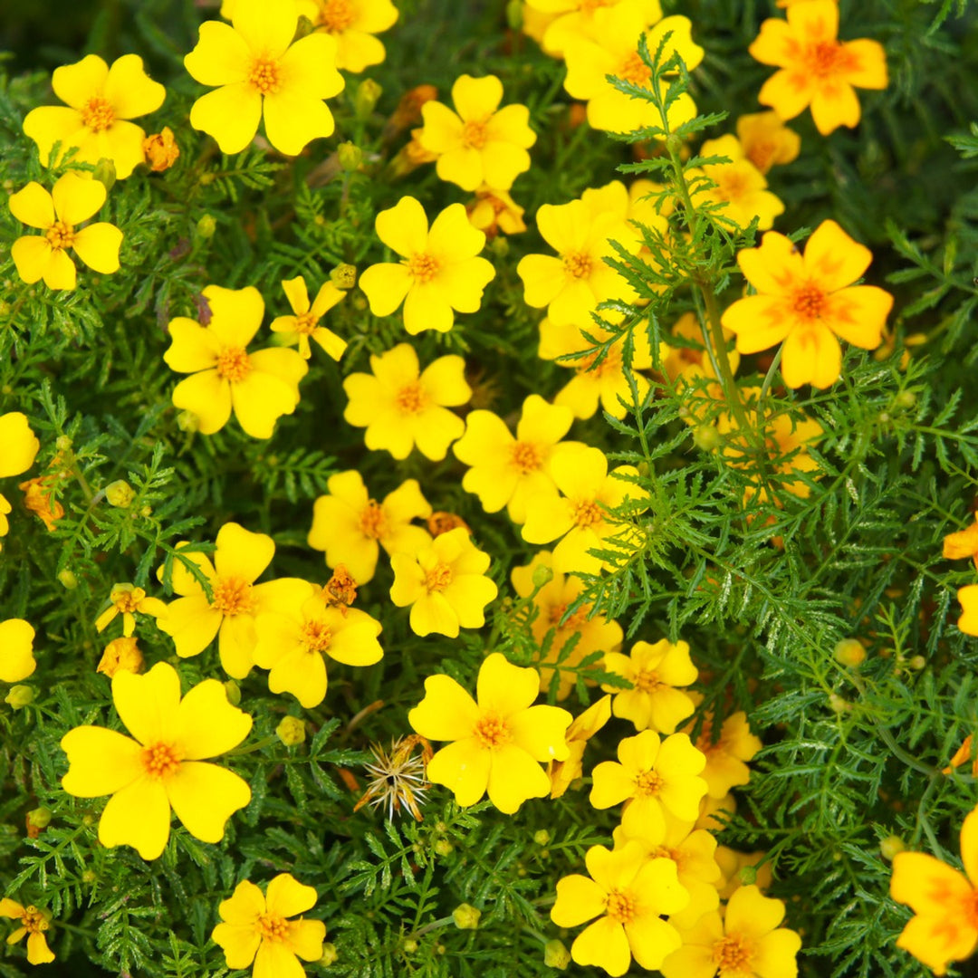 Yellow Lemmon Marigold Seeds for Planting 100 pcs