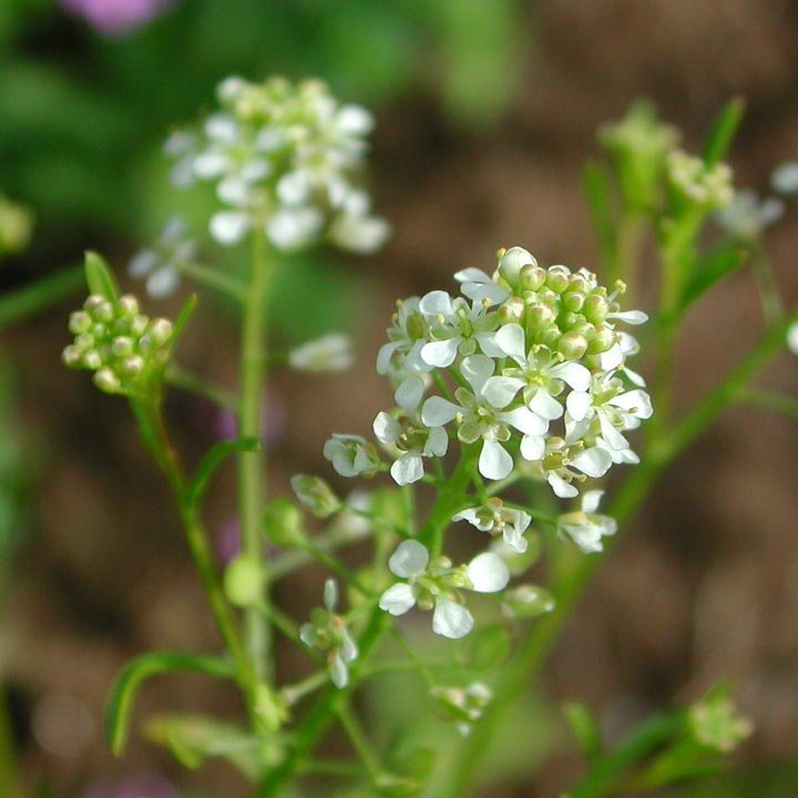 Lepidium Virginicum Blomsterfrø til udplantning 100 stk