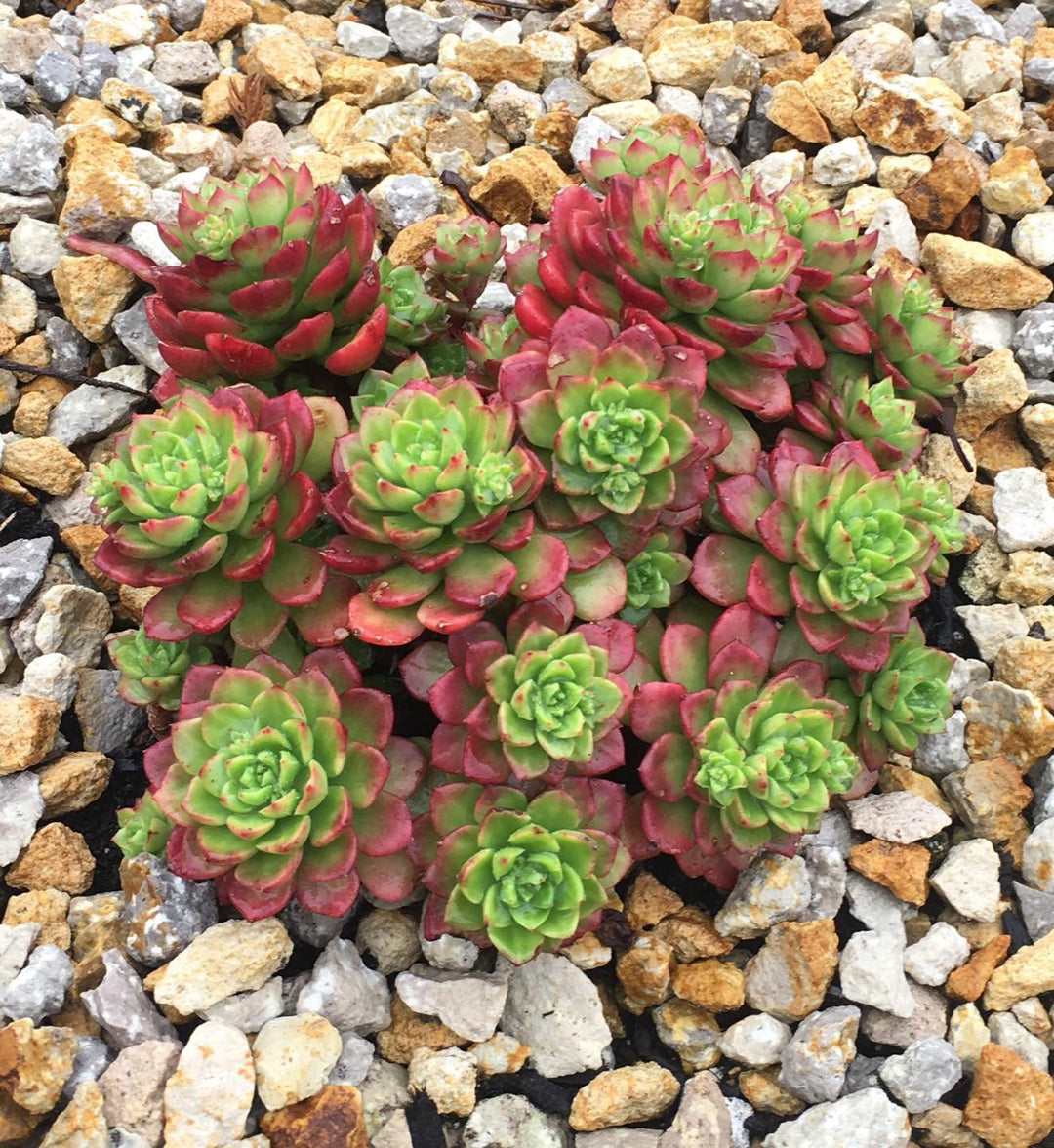 Green Red Succulent Flower Seeds 100 pcs