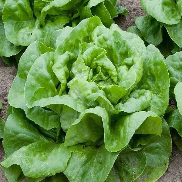 Buttercrunch Lettuce Seeds - Heirloom Non-GMO Vegetable Seeds