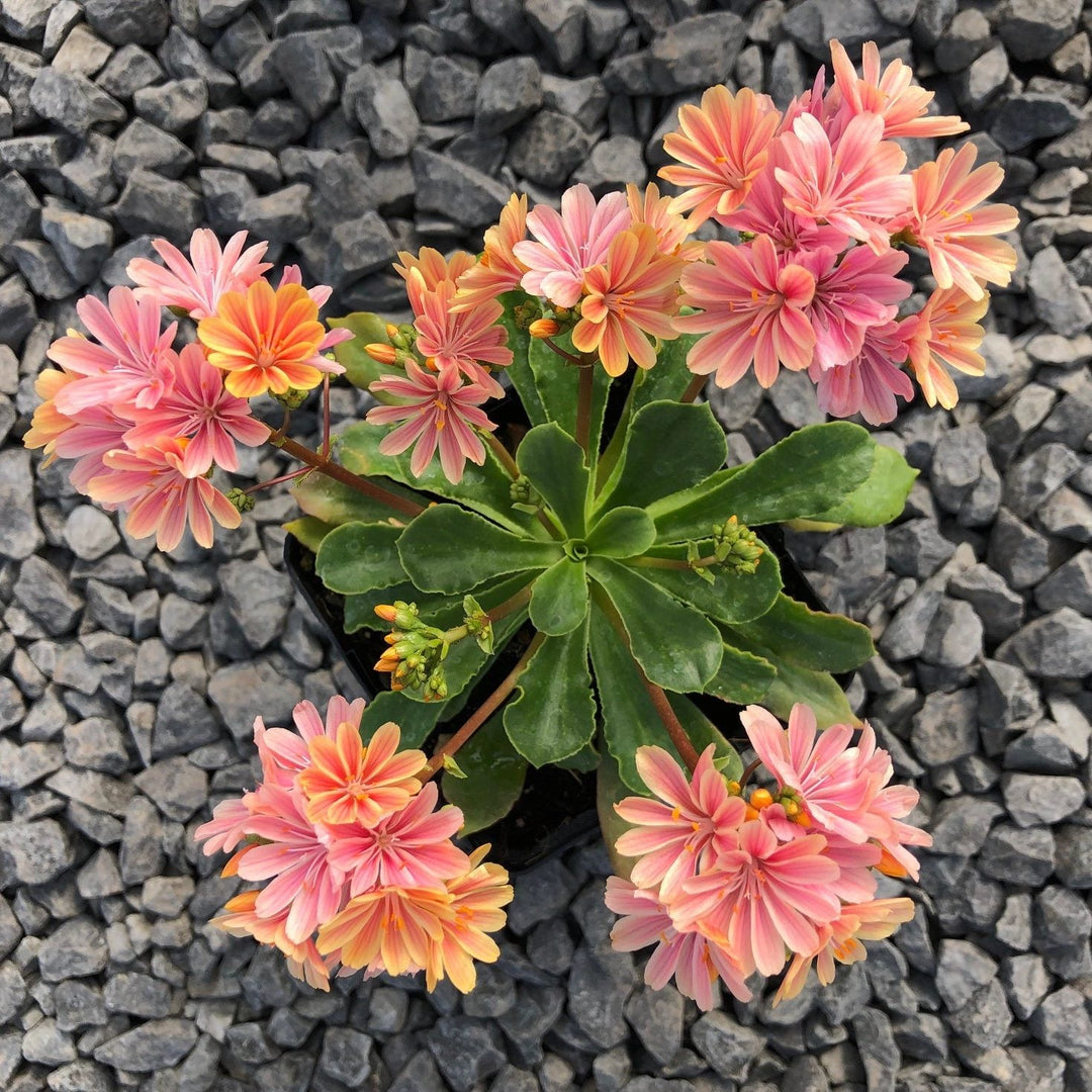 flowering plants with only one seed cotyledon Heirloom Lewisia Cotyledon Flower Seeds, Non-GMO Colorful Rock Garden – Neeraseeds