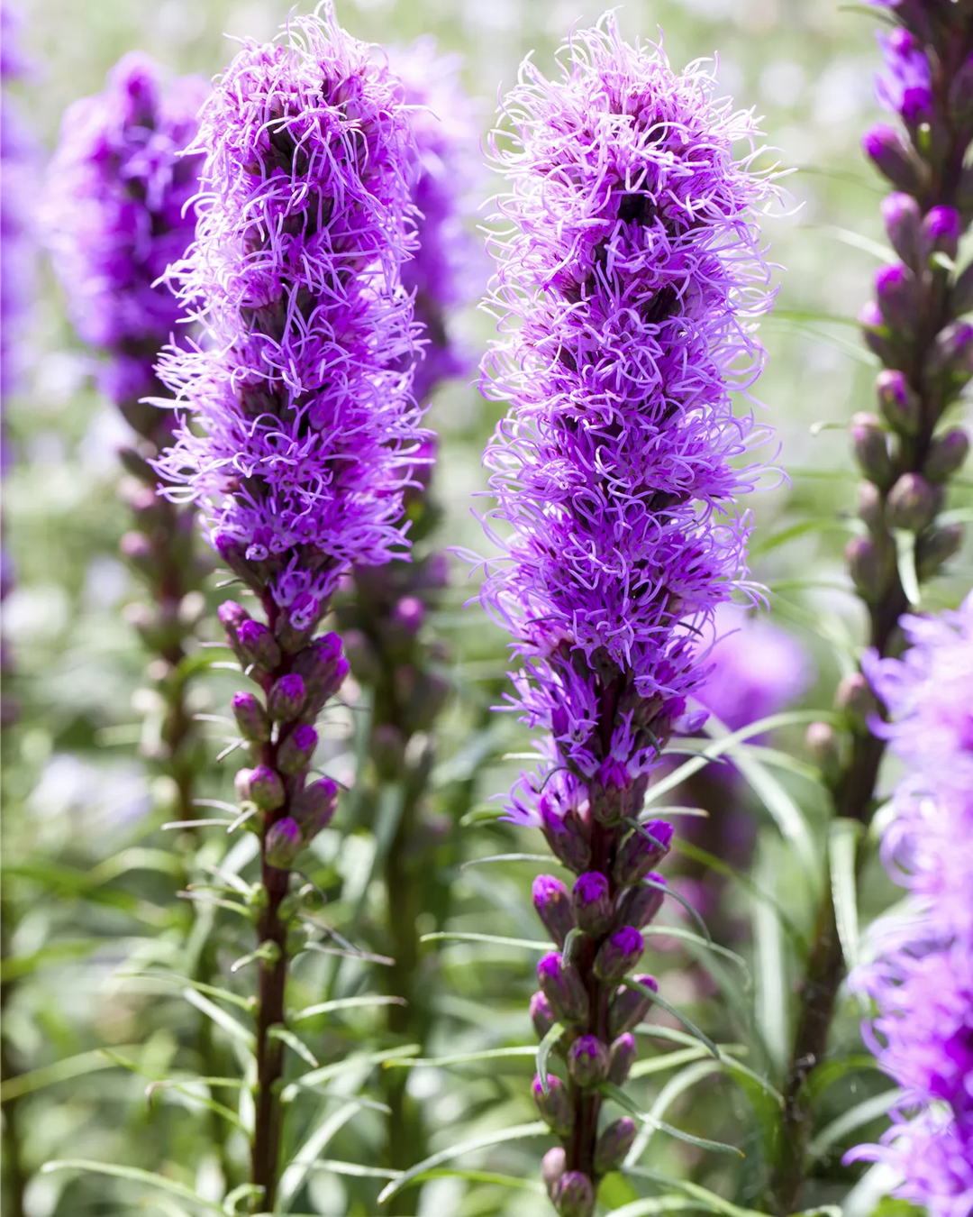 Heirloom Prachtscharte Flower Seeds, Non-GMO Blazing Star Blooms for Pollinator-Friendly Garden Planting