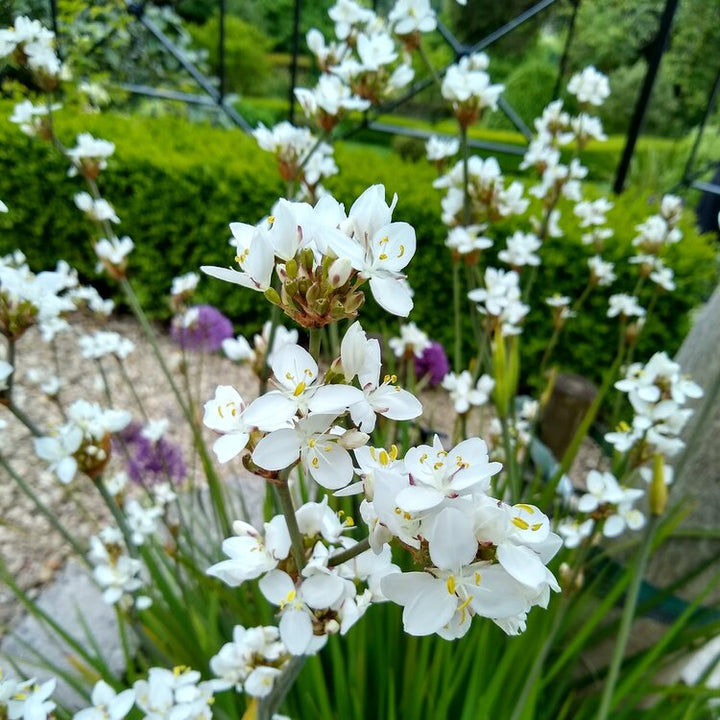 Organic White Libertia Flower Seeds for Planting – Heirloom, Non-GMO