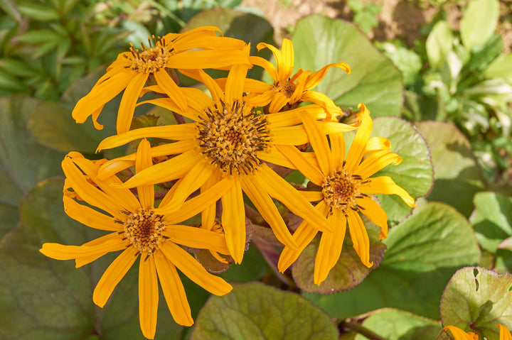 Yellow Ligularia Plant Seeds – Perennial Flower for Shade Gardens | Large Golden Blooms | Easy to Grow Garden Seeds