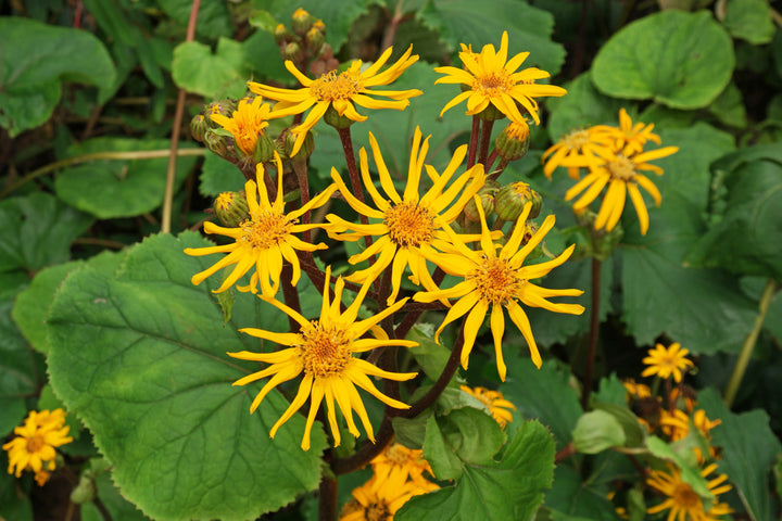 Heirloom Ligularia Dentata Flower Seeds, Non-GMO Bold Foliage and Blooms for Shaded Garden Planting