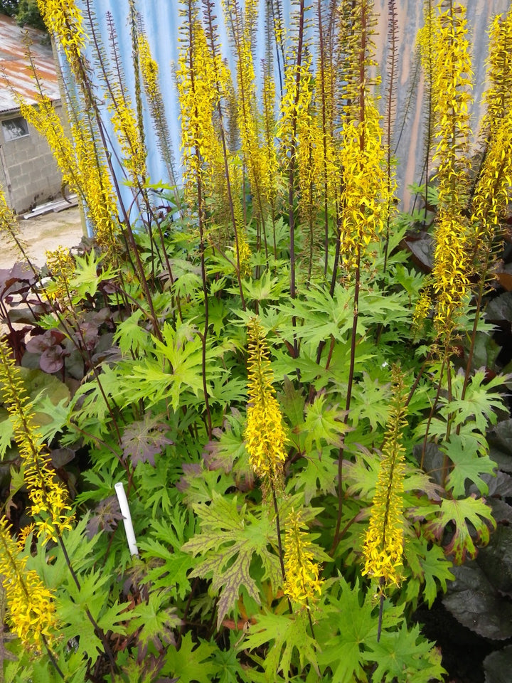 Heirloom Non-GMO Ligularia przewalskii Flower Seeds – Przewalski's Golden Ray Seeds for Moist, Shaded Gardens
