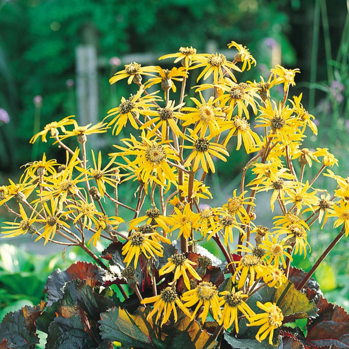 Heirloom Non-GMO Britt-Marie Crawford Flower Seeds for Planting – Bold Foliage and Garden Blooms | High Germination