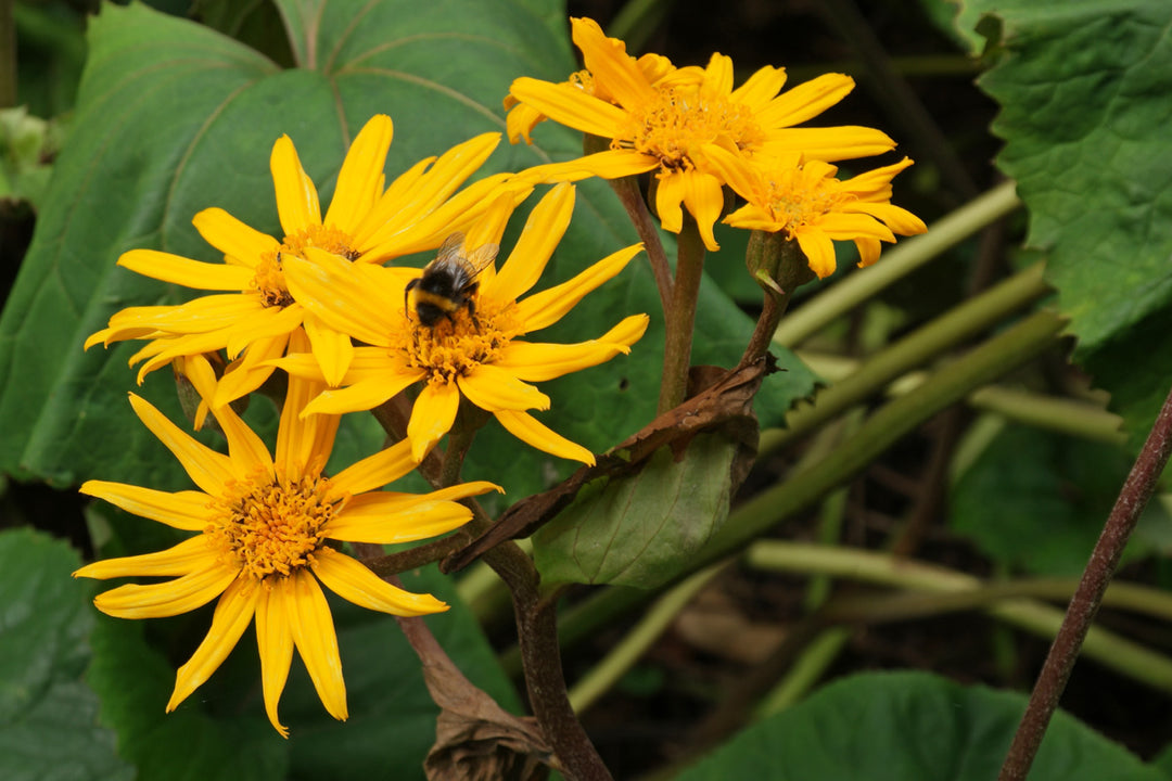 Heirloom Ligularia Dentata Flower Seeds, Non-GMO Bold Foliage and Blooms for Shaded Garden Planting