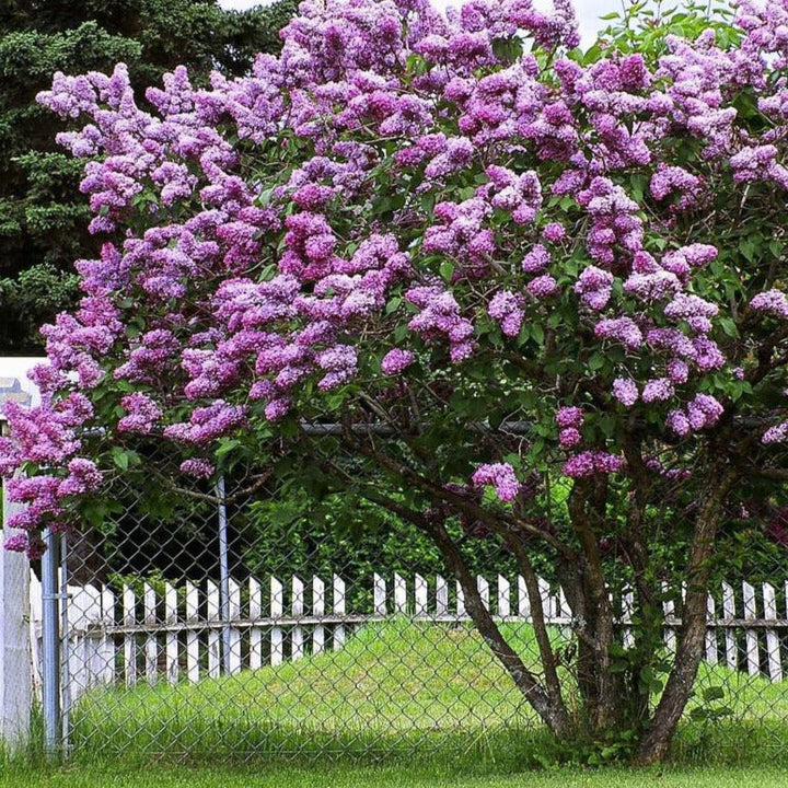 Lavender Lady Lilac Flower Seeds for Planting – Non-GMO, Heirloom, High Germination Organic Garden Seeds