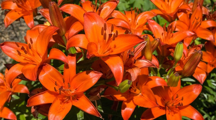 Heirloom Lilium Flower Seeds, Non-GMO Elegant Lily Blooms for Garden Planting
