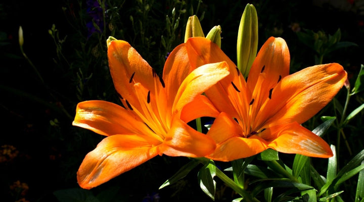 Heirloom Lilium Flower Seeds, Non-GMO Elegant Lily Blooms for Garden Planting
