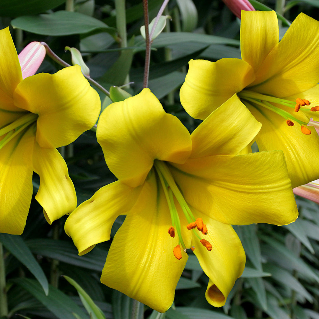 Heirloom Hippeastrum Flower Seeds for Planting 100 pcs – Non-GMO, High Germination Organic Garden Seeds