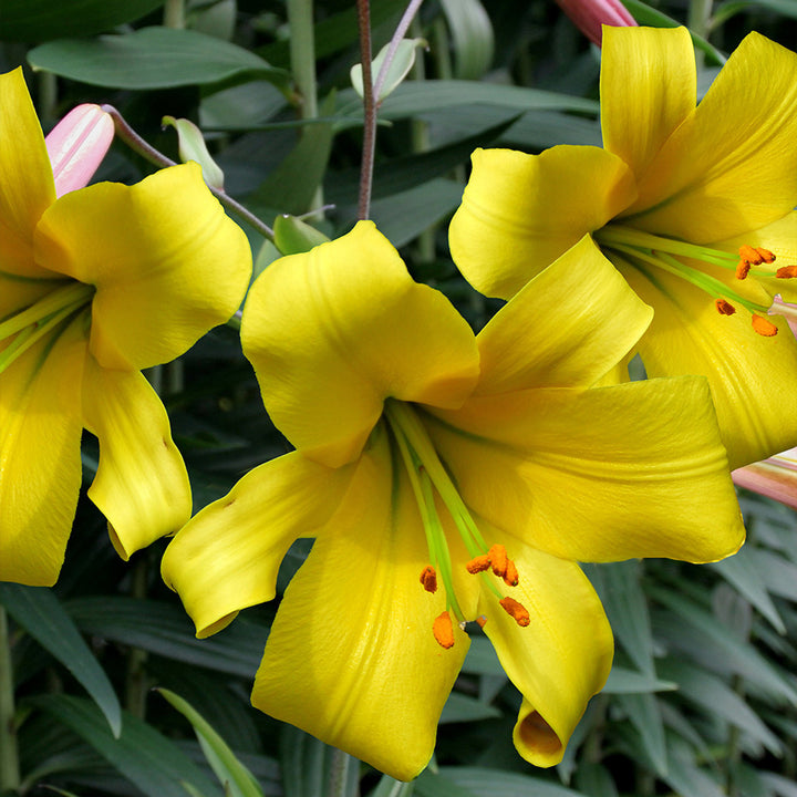 Heirloom Hippeastrum Flower Seeds for Planting 100 pcs – Non-GMO, High Germination Organic Garden Seeds