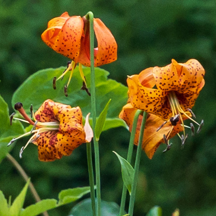 Organic Heirloom Non-GMO Lilium Pyrenaicum Seeds for Planting – Rare Yellow Lily Flowers