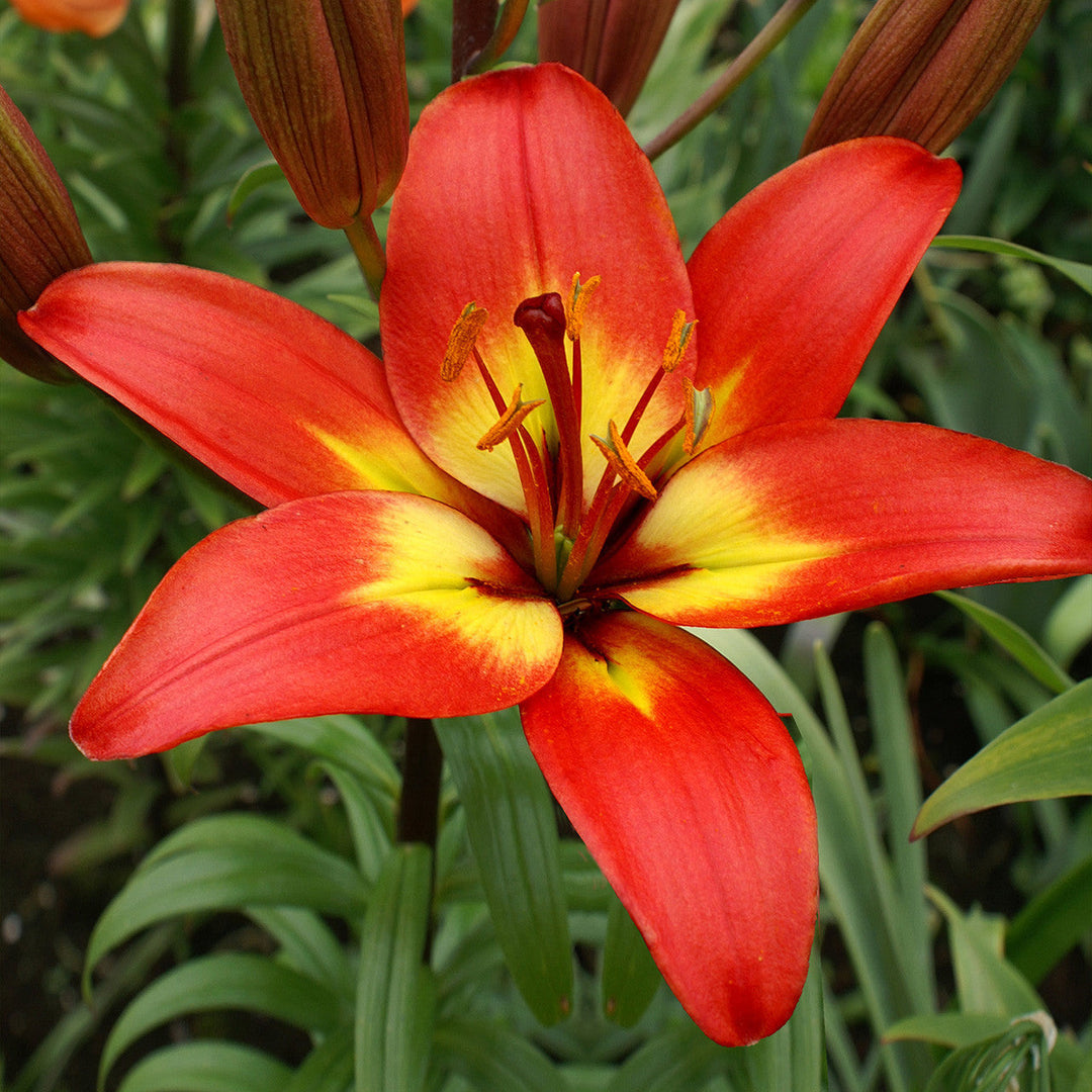yellow red flower seeds