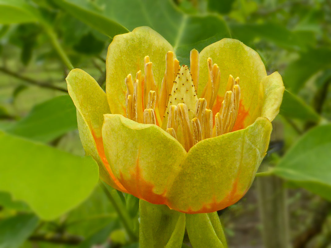 Liriodendron Tulipifera Flower Seeds – Non-GMO, Heirloom, Fast-Growing Trees, High Germination Organic Seeds