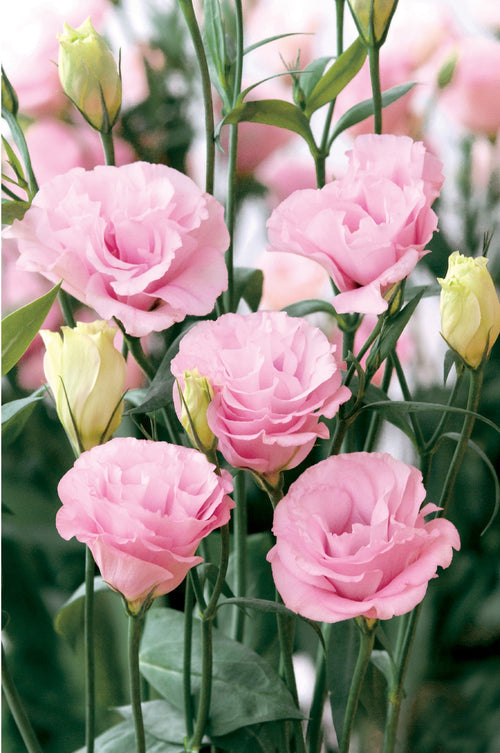 eustoma flower seeds Light Pink Eustoma (Lisianthus) Flower Seeds for Planting