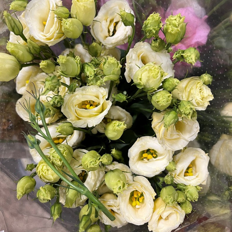 Light Yellow Eustoma Flower Seeds 100 pcs