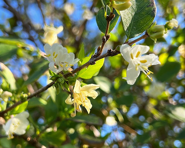 Heirloom Non-GMO Lonicera Fragrantissima Flower Seeds for Planting – Winter Fragrant Blooms | High Germination