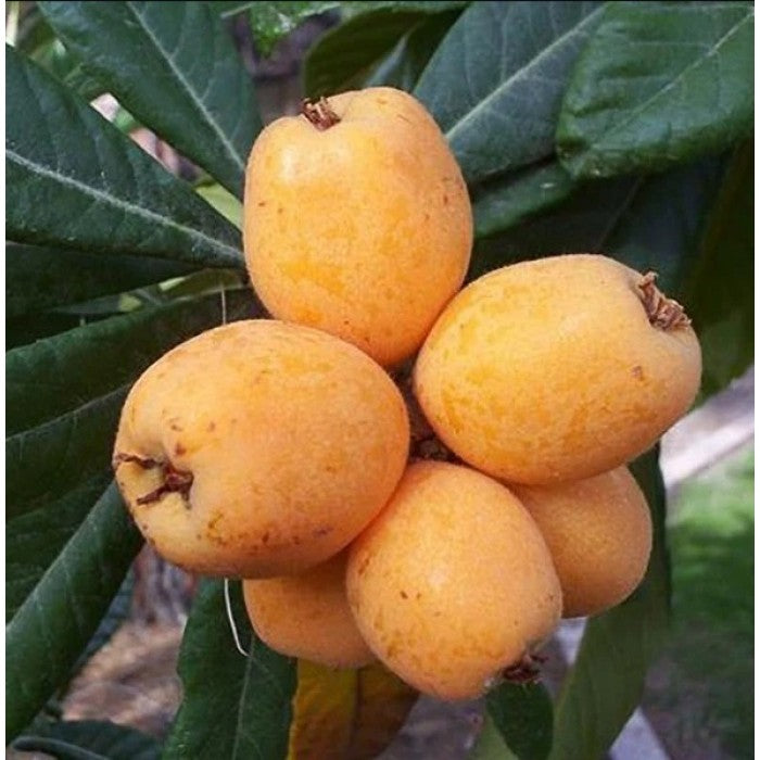 Big Jim Loquat Fruit Seeds for Planting - Rare and Real Fruit Seeds for Home Garden, Heirloom & GMO Free Seeds