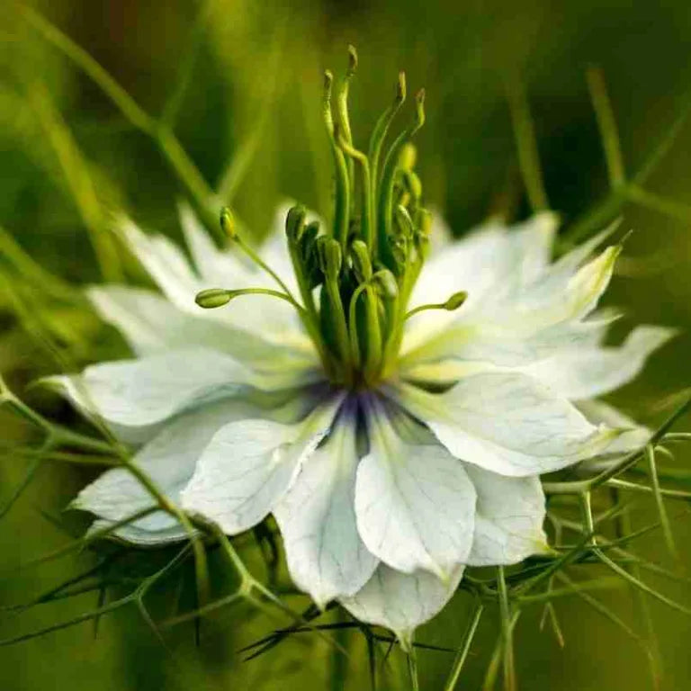 White Autumn Flower Seeds for Planting - 100 pcs