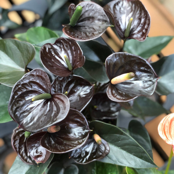 Black Anthurium Flower Seeds for Planting, 100 pcs