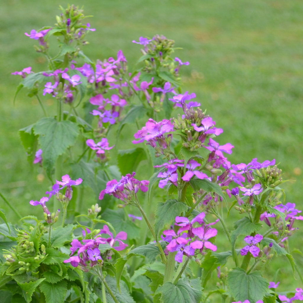 Lunaria Annua Blomsterfrø til udplantning, 100 stk