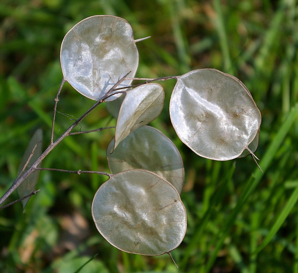 silver dollar plant seeds Heirloom Lunaria Plant Seeds, Non-GMO Decorative Silver Dollar Blooms – Neeraseeds