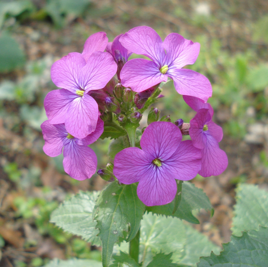 silver heirloom flower seeds