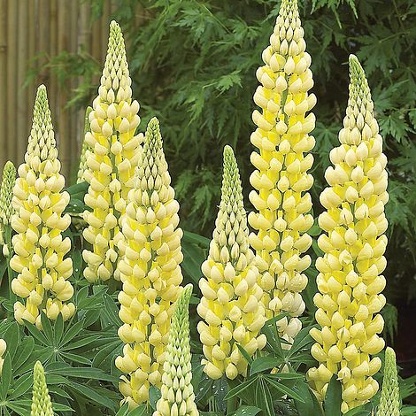 Yellow Lupine Flower Seeds for Planting – Heirloom and Non-GMO Garden Seeds, Beautiful Blooms