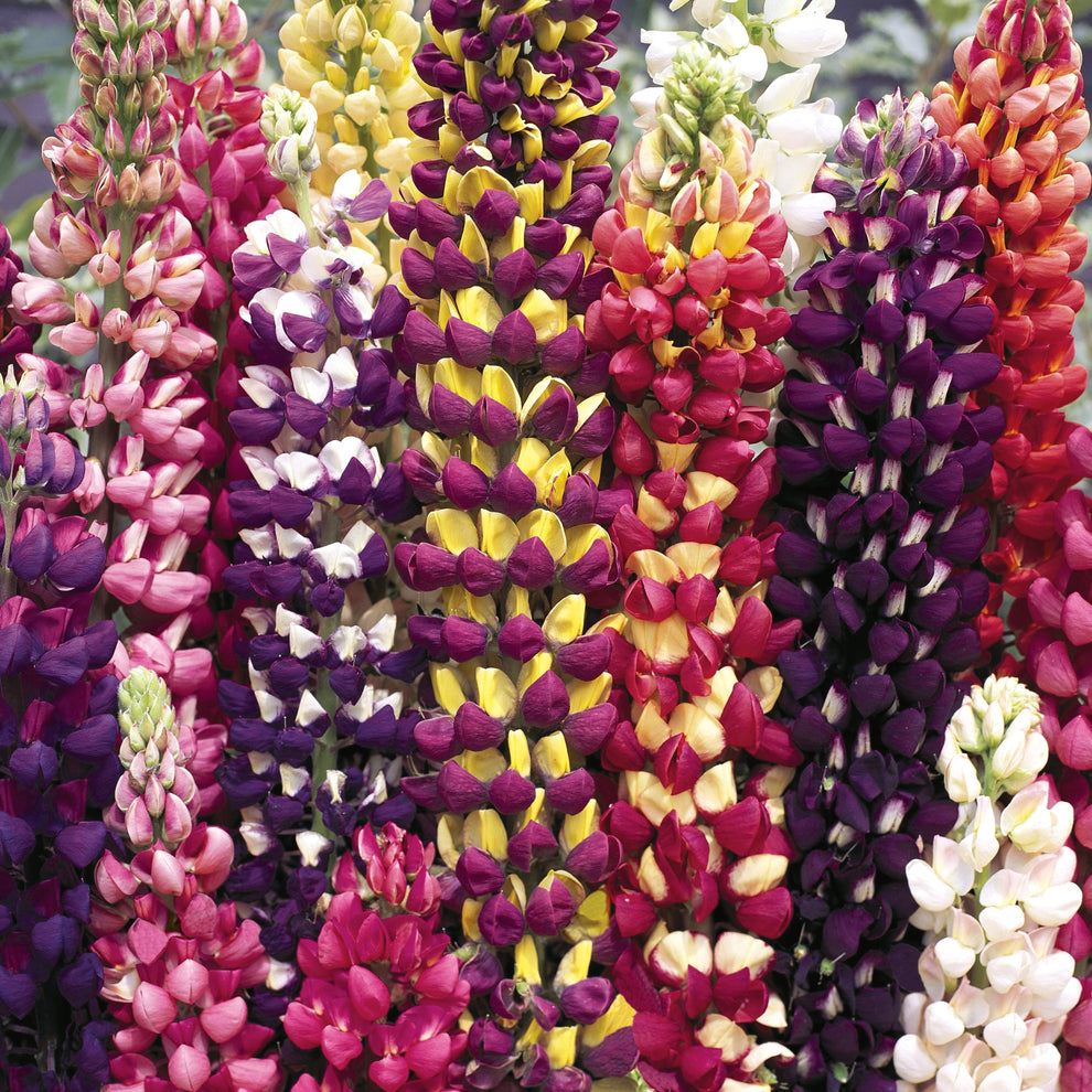 Organic Heirloom Non-GMO Mixed Tutti Frutti Lupine Seeds for Planting – Colorful Blooms, Heirloom Seeds