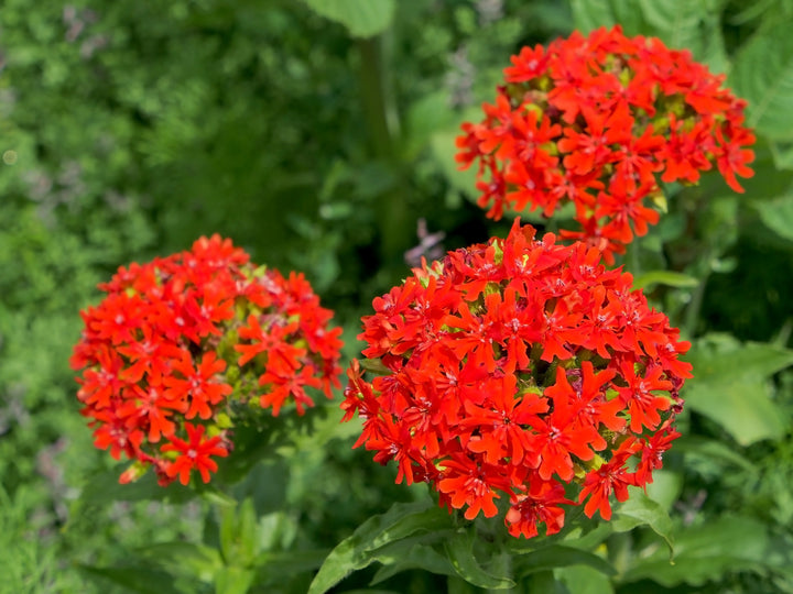 Lychnis Chalcedonica Flower Seeds – Heirloom Non-GMO Maltese Cross Blooms for Vibrant Garden Planting