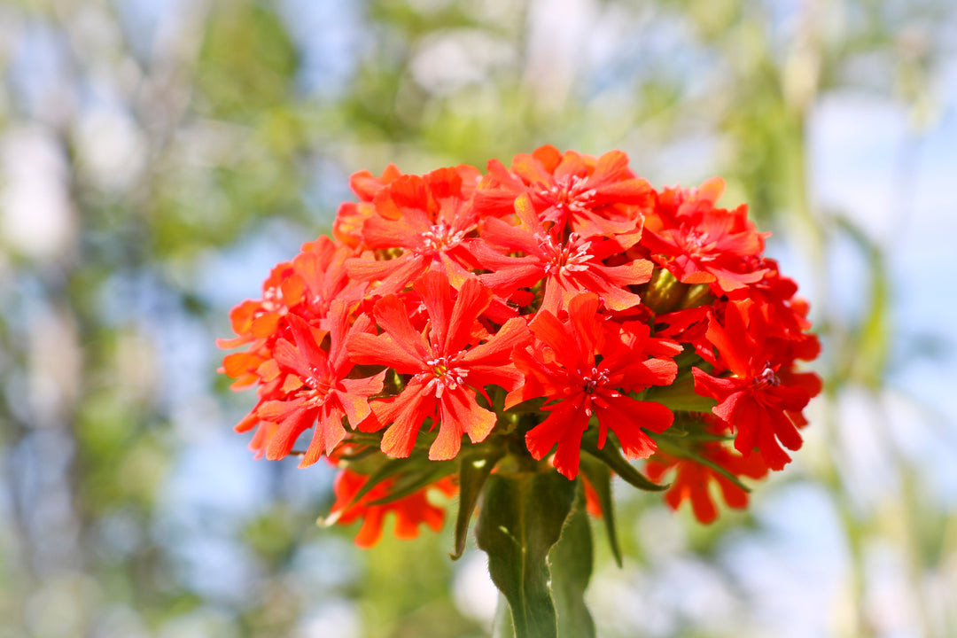 Lychnis Chalcedonica Flower Seeds – Heirloom Non-GMO Maltese Cross Blooms for Vibrant Garden Planting