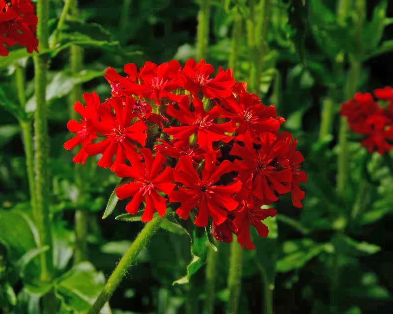Lychnis Chalcedonica Flower Seeds – Heirloom Non-GMO Maltese Cross Blooms for Vibrant Garden Planting