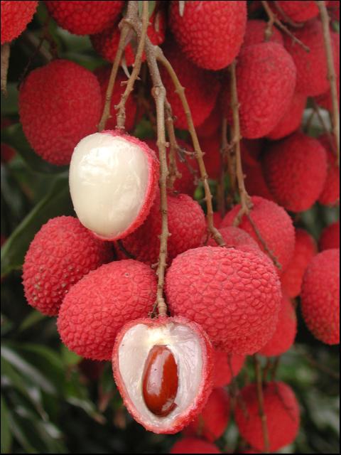 Litchi-frugtfrøpakke til tropisk, sød frugtvækst 100 stk