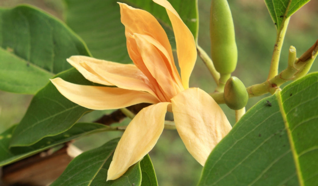 champaka flower seeds Champaca Flower Seeds for Planting – Heirloom, Non-GMO Seeds for Fragrant Garden Blooms