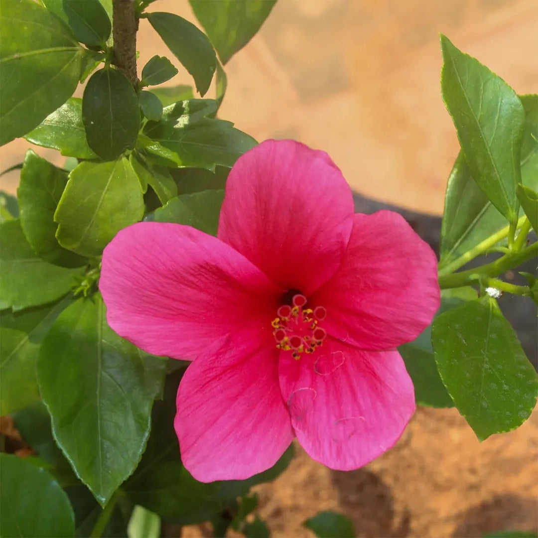 Heirloom Non-GMO Pink Hibiscus Rosa-Sinensis Flower Seeds for Planting – Exotic Tropical Garden Blooms