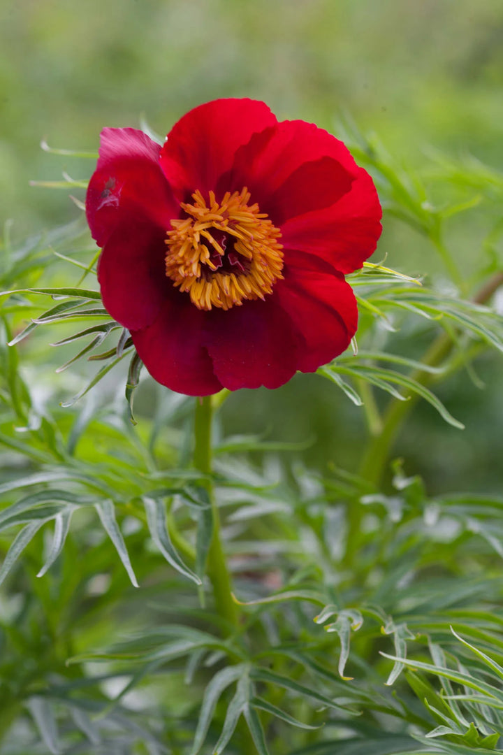 Paeonia Tenuifolia Blomsterfrø til udplantning, 100 stk