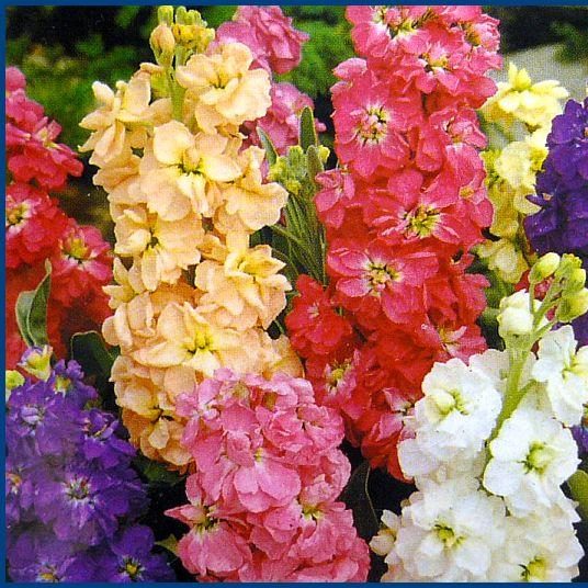 Matthiola Incana Flower Seeds for Planting, Yellow, 100 pcs