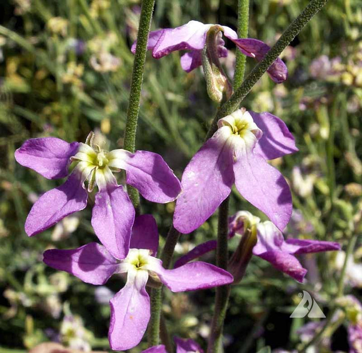 Matthiola Sinuata Flower Seeds for Planting – Heirloom, Non-GMO Stock Flower Seeds for Fragrant Garden Blooms