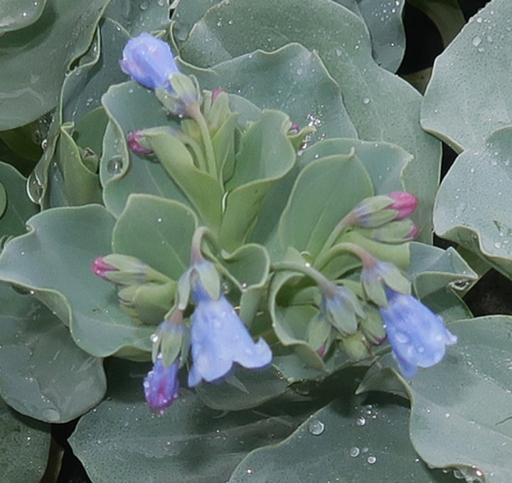 Mertensia Maritima Herb Seeds – Heirloom, Non-GMO, Oyster Leaf Seeds for Unique Garden Planting