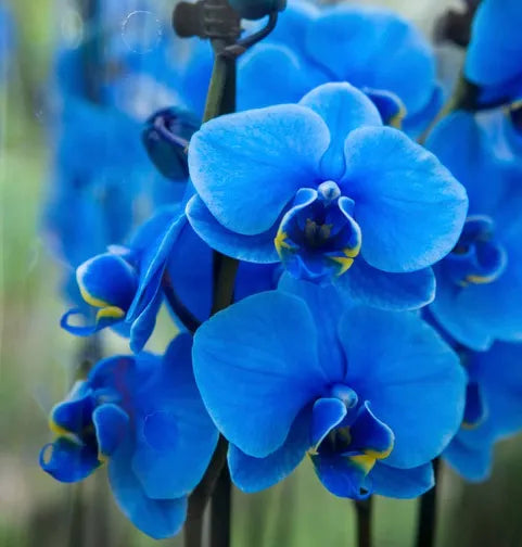 Organic Blue Phalaenopsis Orchid Flower Seeds for Planting – Heirloom, Non-GMO Seeds