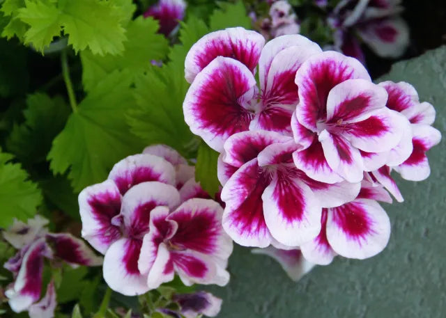 Heirloom Non-GMO Queling Geranium Flower Seeds for Planting – Unique Colorful Garden Blooms, High Germination
